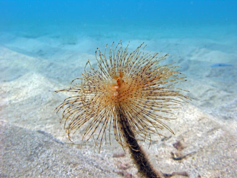 ukwiały pod wodą koło Krety