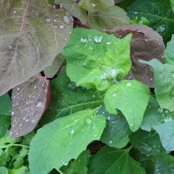 loboda garden orache arroche des jardins atreplice degli orti armuelle Garten-Melde (Spanischer Salat) gokid legume ordonate alfabetic
