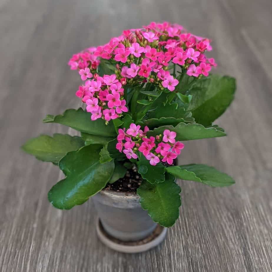 Potted Kalanchoe
