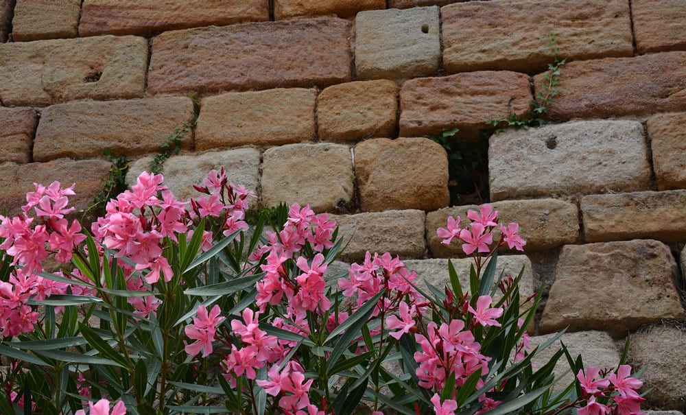 Giftpflanzen im Garten und in der freien Natur giftpflanzen-oleander