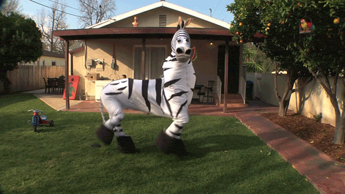 zebre
