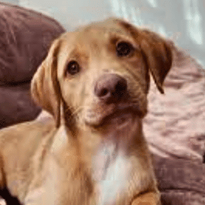 Puppy Training Near Eden Prairie – Go Anywhere Dog®, Eden Prairie, MN, Puppy Training