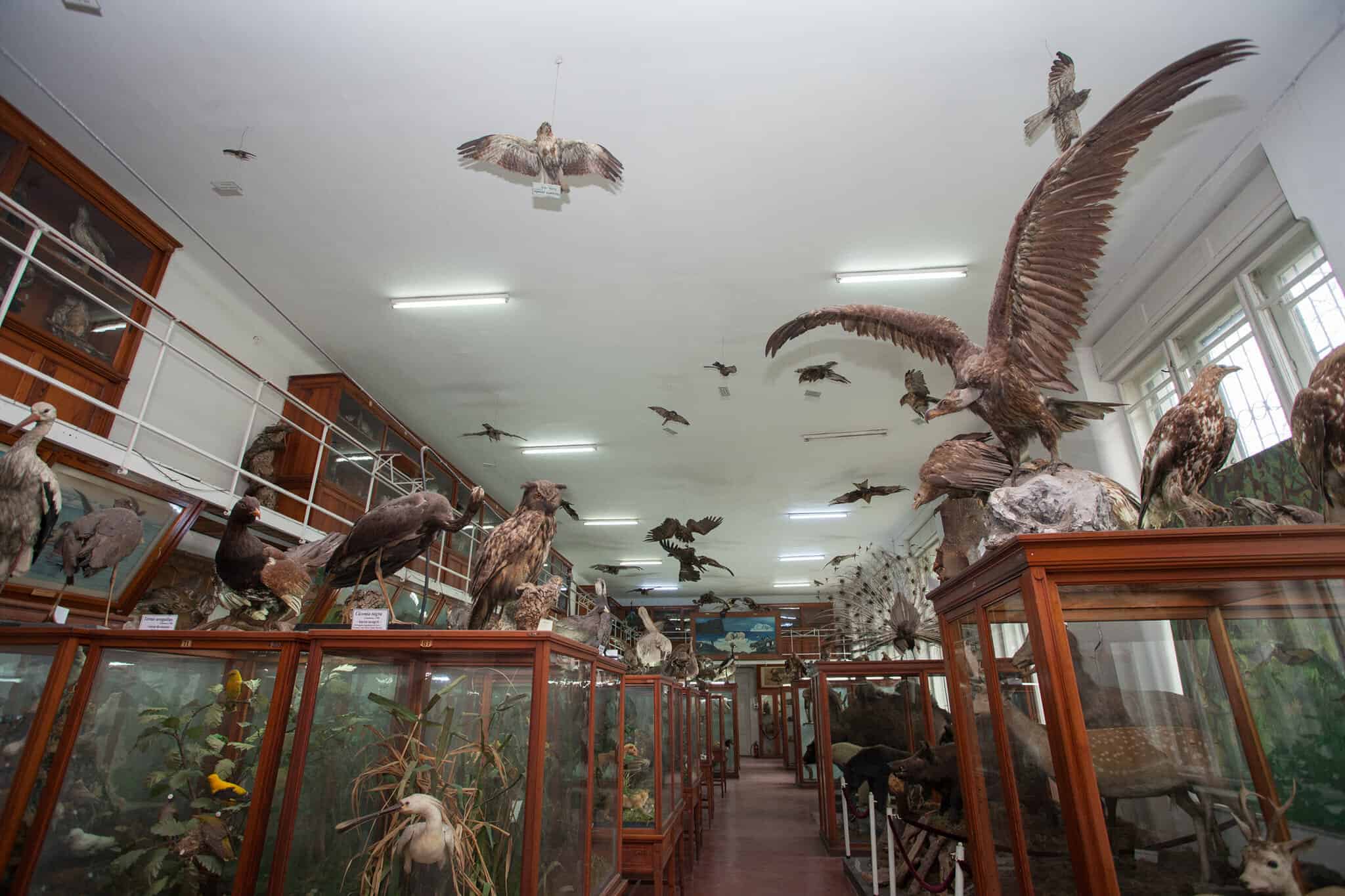 muzeul zoologic cluj-napoca pasari