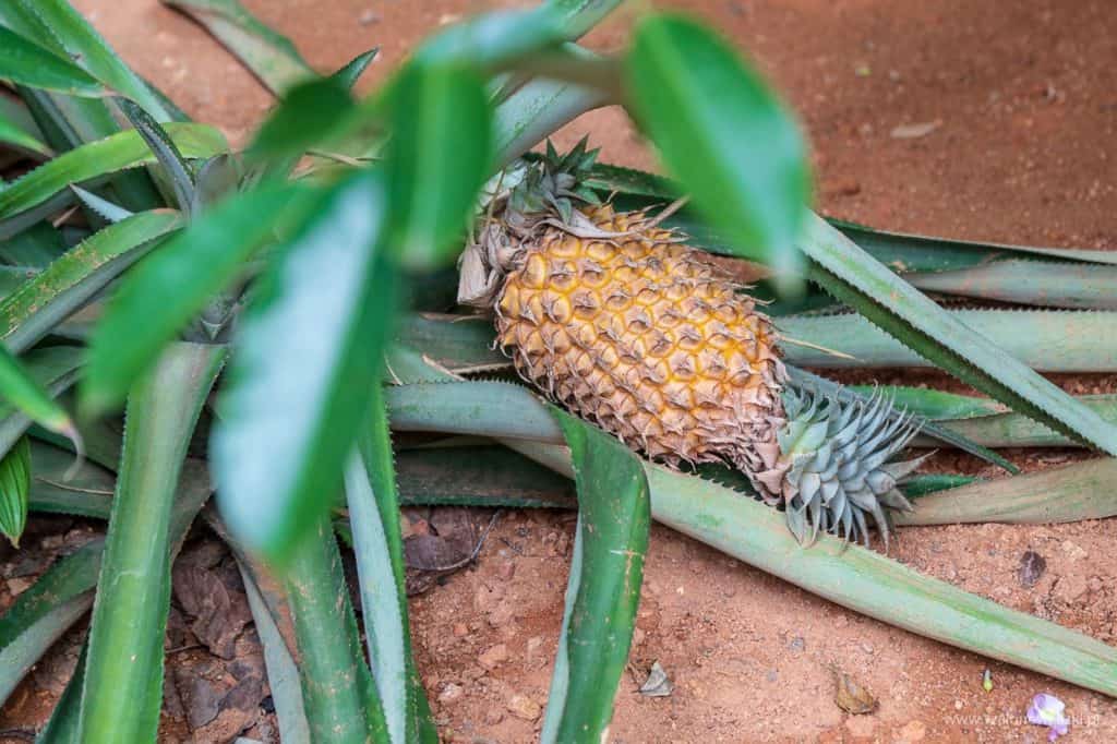 polskie noclegi na sri lance