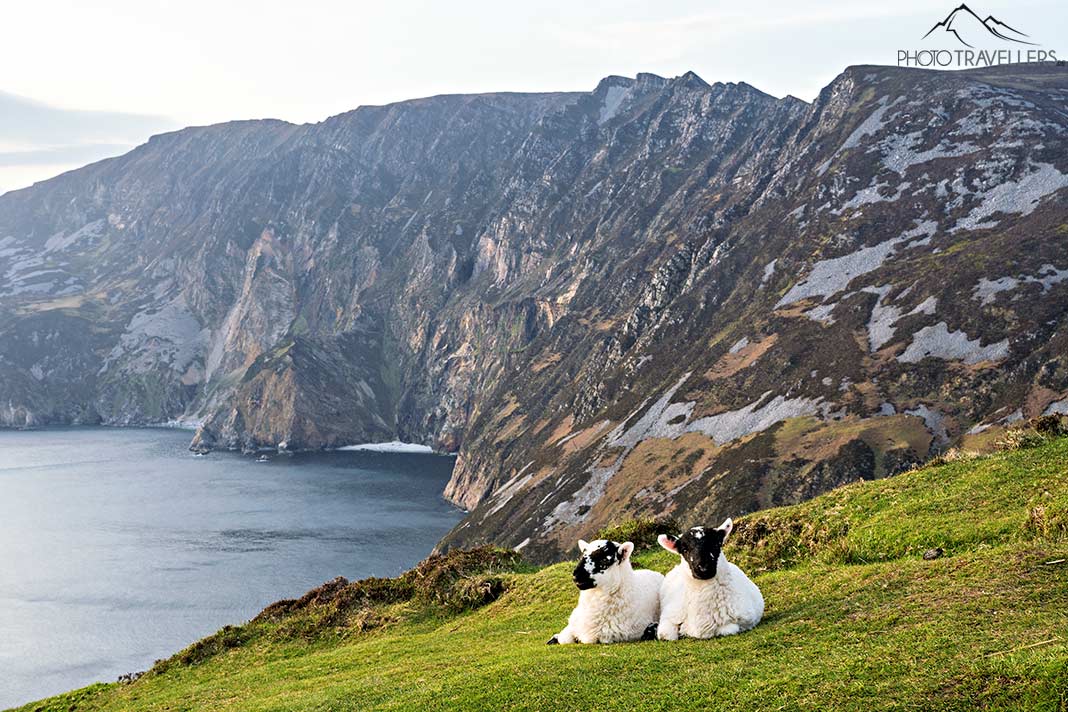 Zwei Schafe an den Klippen von Slieve League