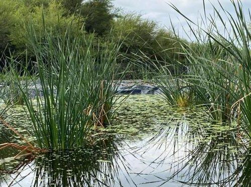 Constructed wetlands in Latin America