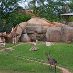 locuri-de-vizitat-in-valencia-bioparc-2-2 locuri-de-vizitat-in-valencia-bioparc-2-2