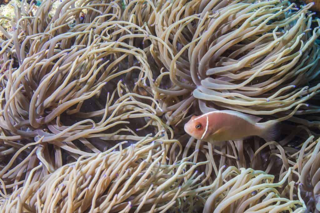 nurkowanie na filipinach