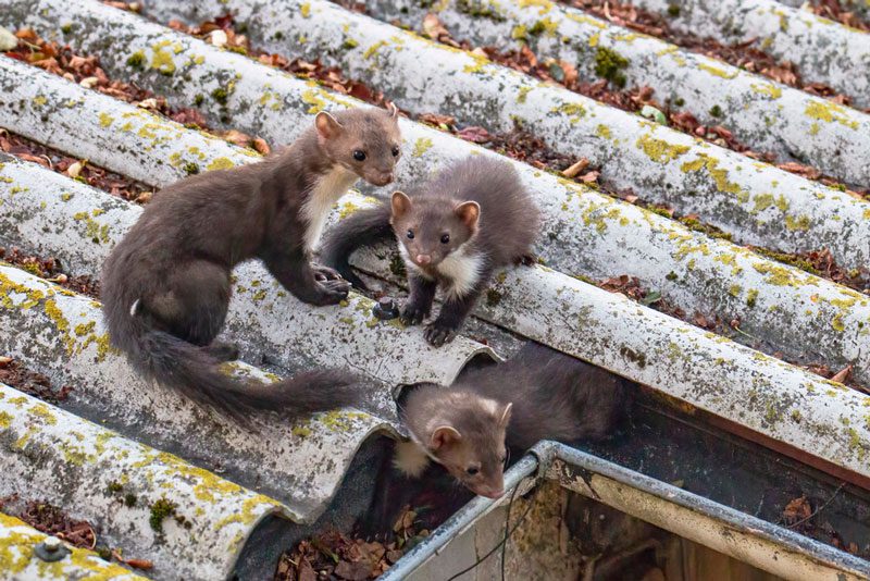 Marder auf dem Dachboden wieder loswerden steinmarder-dachrinne