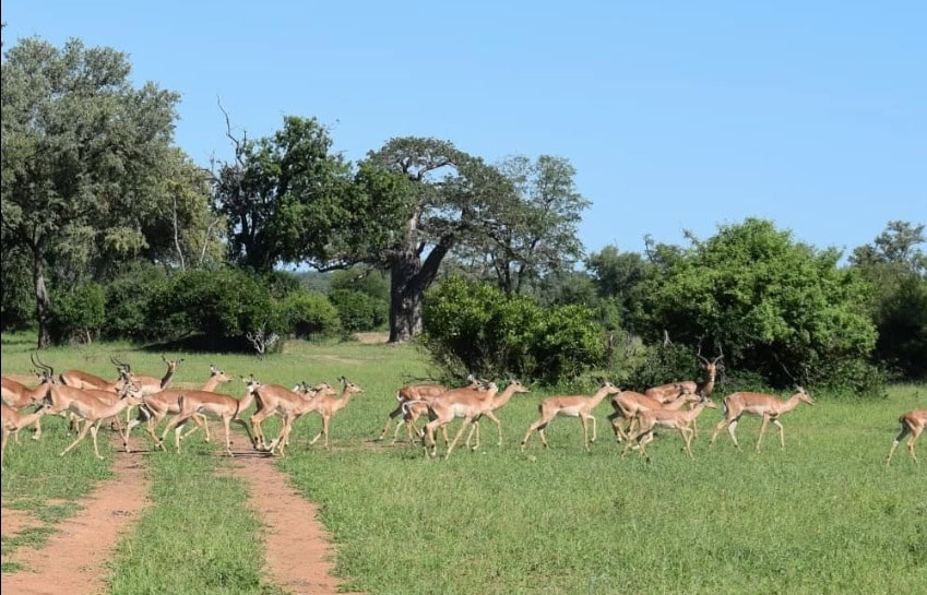 Gonarezhou National Park