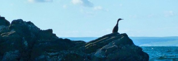 perks of being a wallflower