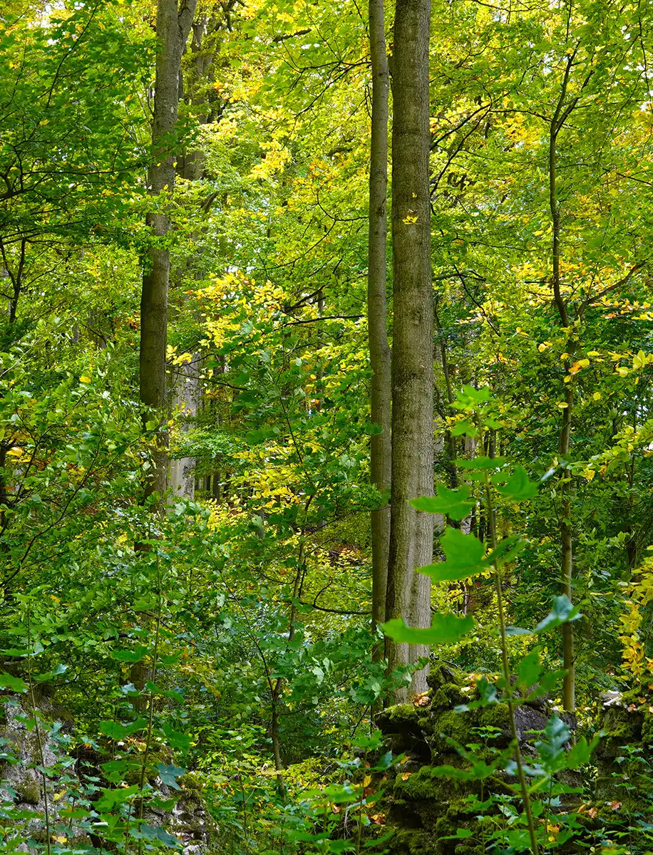 Unser Buchenmischwald im Naturpark Südpark