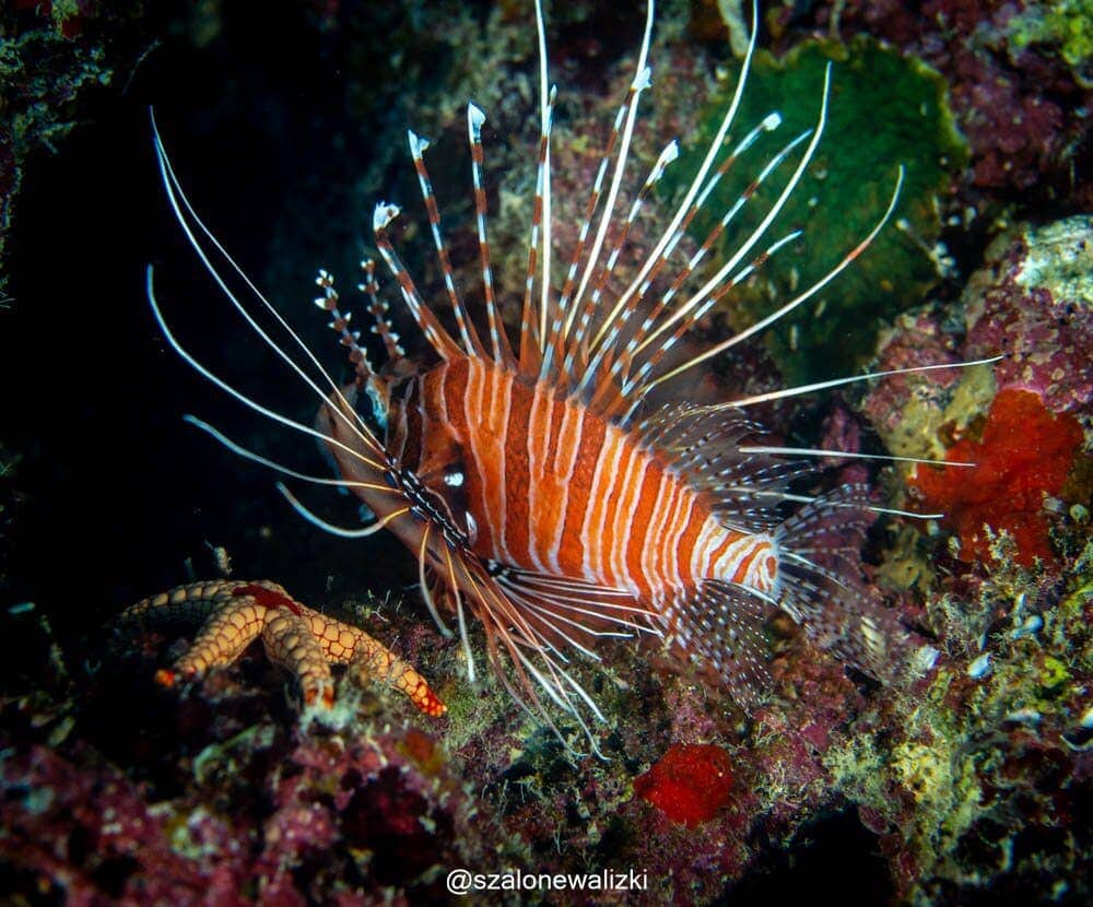 lionfish
