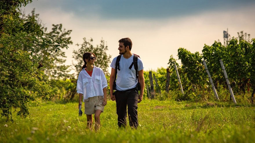 Paar beim Spaziergang durch Weinberge am Neusiedlersee.
