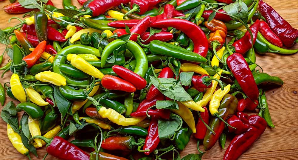 Chili Mix frisch vom Hochbeet in die Kücke