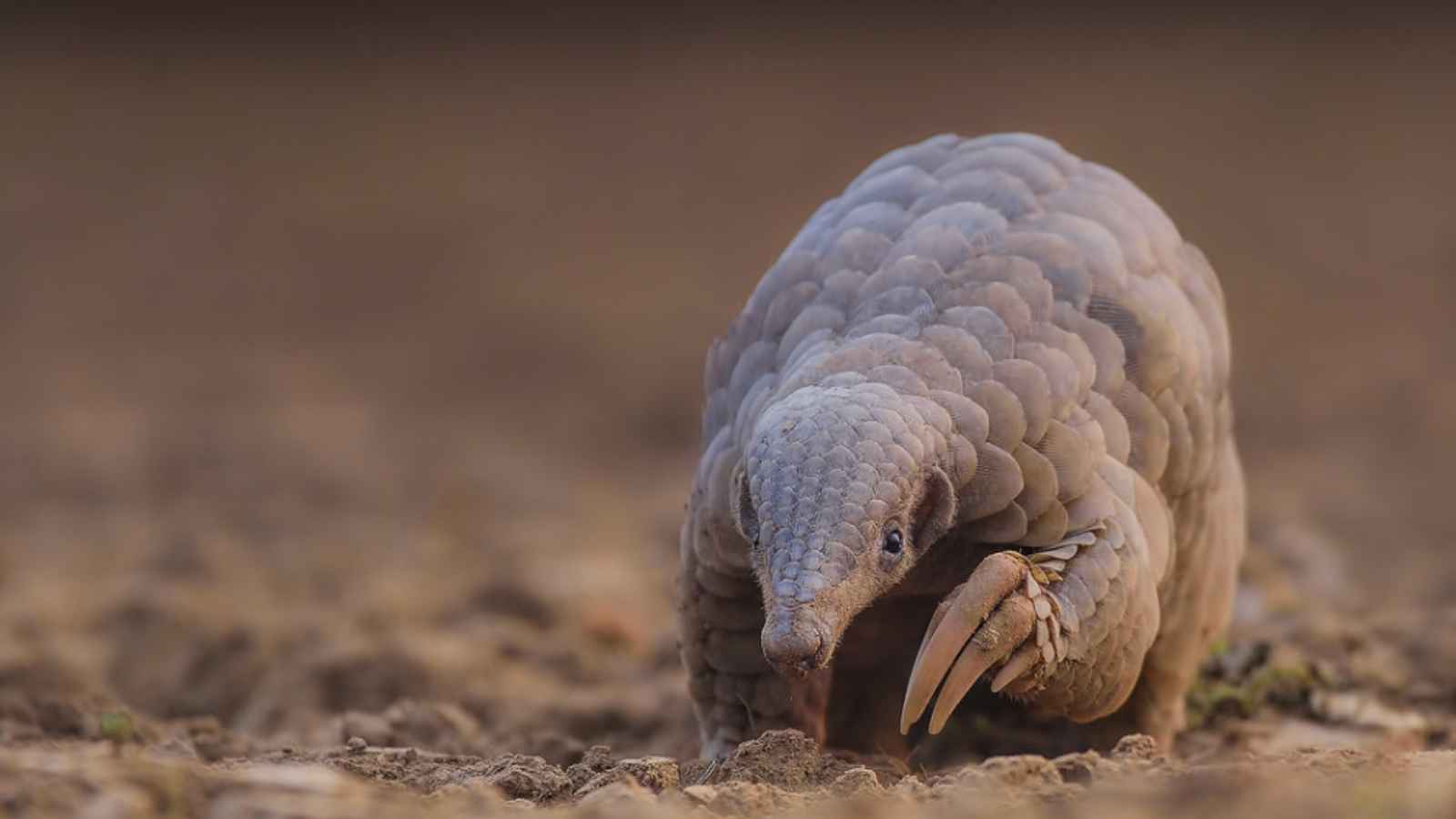 15 Incredibly Rare Mammals You’ve Probably Never Seen—And Where to Find Them