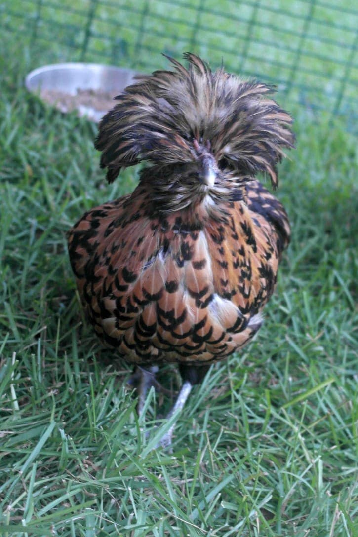 Meet the Girls in their Eglu Go UP Chicken Coop Meet the Girls in their Eglu Go UP Chicken Coop