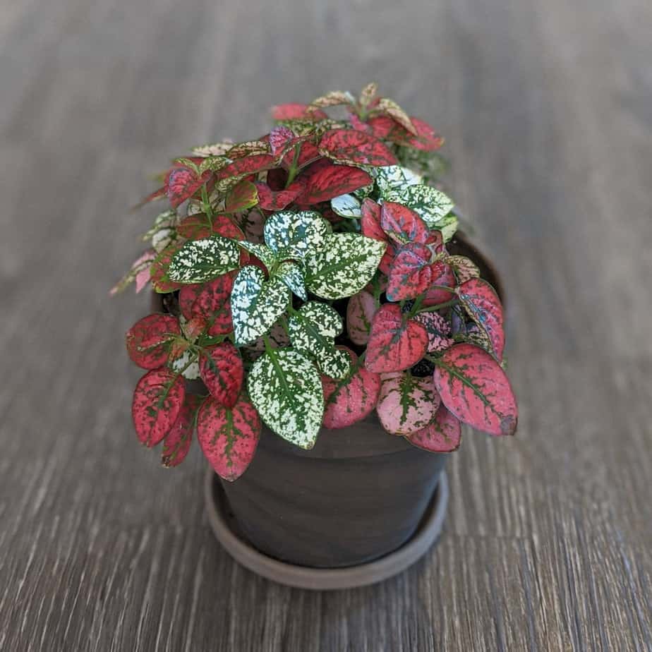 Polka Dot Plant