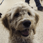 Puppy Socialization Training Edina – Go Anywhere Dog®, Edina, MN, Puppy Training