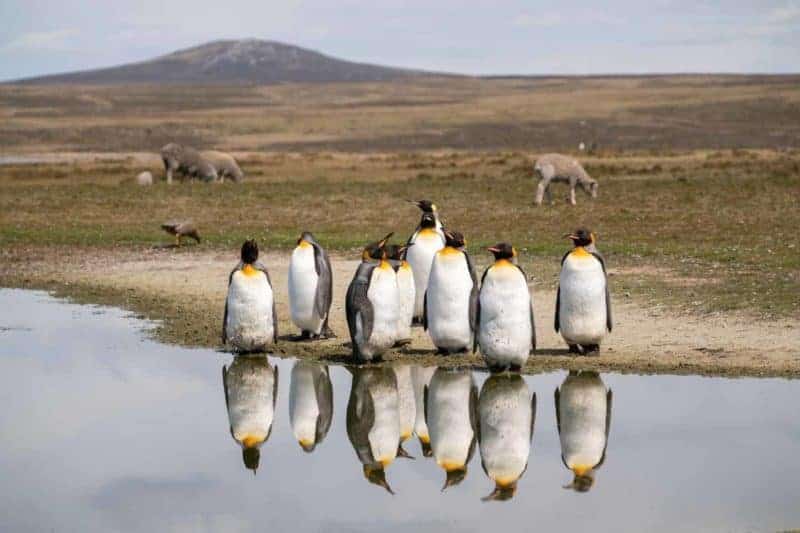 Falkland Islands Travel Insurance Falkland Islands Travel Insurance