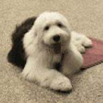 Puppy Kindergarten Class Eden Prairie – Go Anywhere Dog®, Eden Prairie, MN, Puppy Training