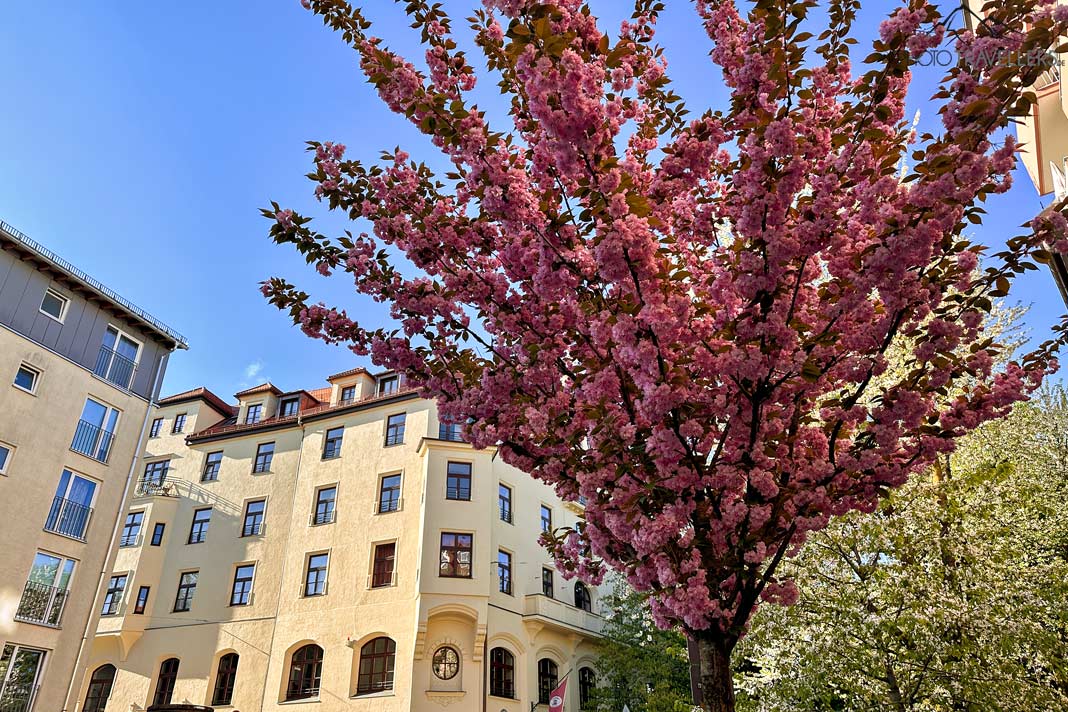Rosa blühender Kirschbaum in der Lilienstraße, München