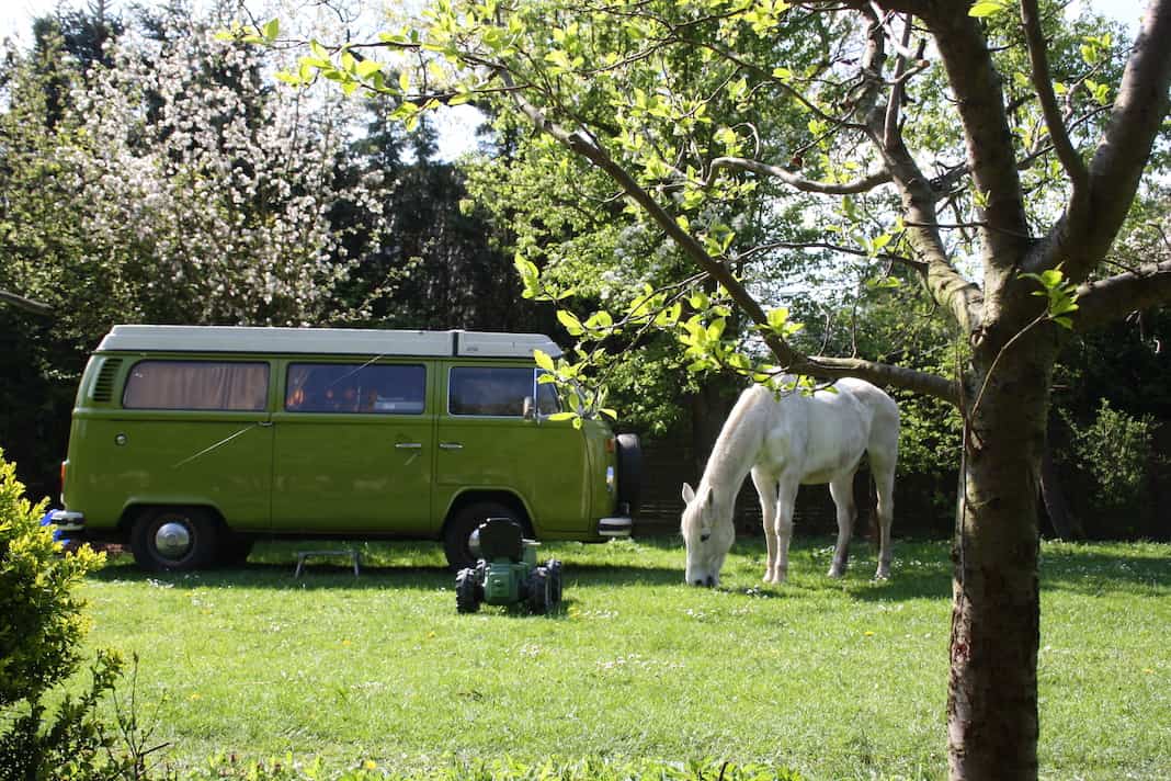 Bulli auf der Wiese neben einem weißen Pferd