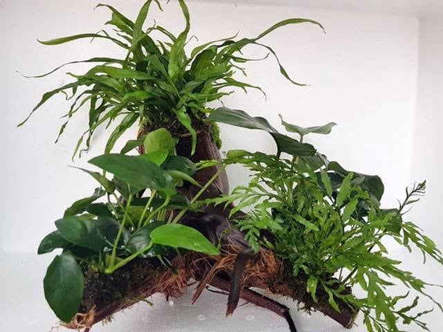 Groe Xl Moorkinholzwurzel mit Anubias, Farne und Moos ab 35 cm