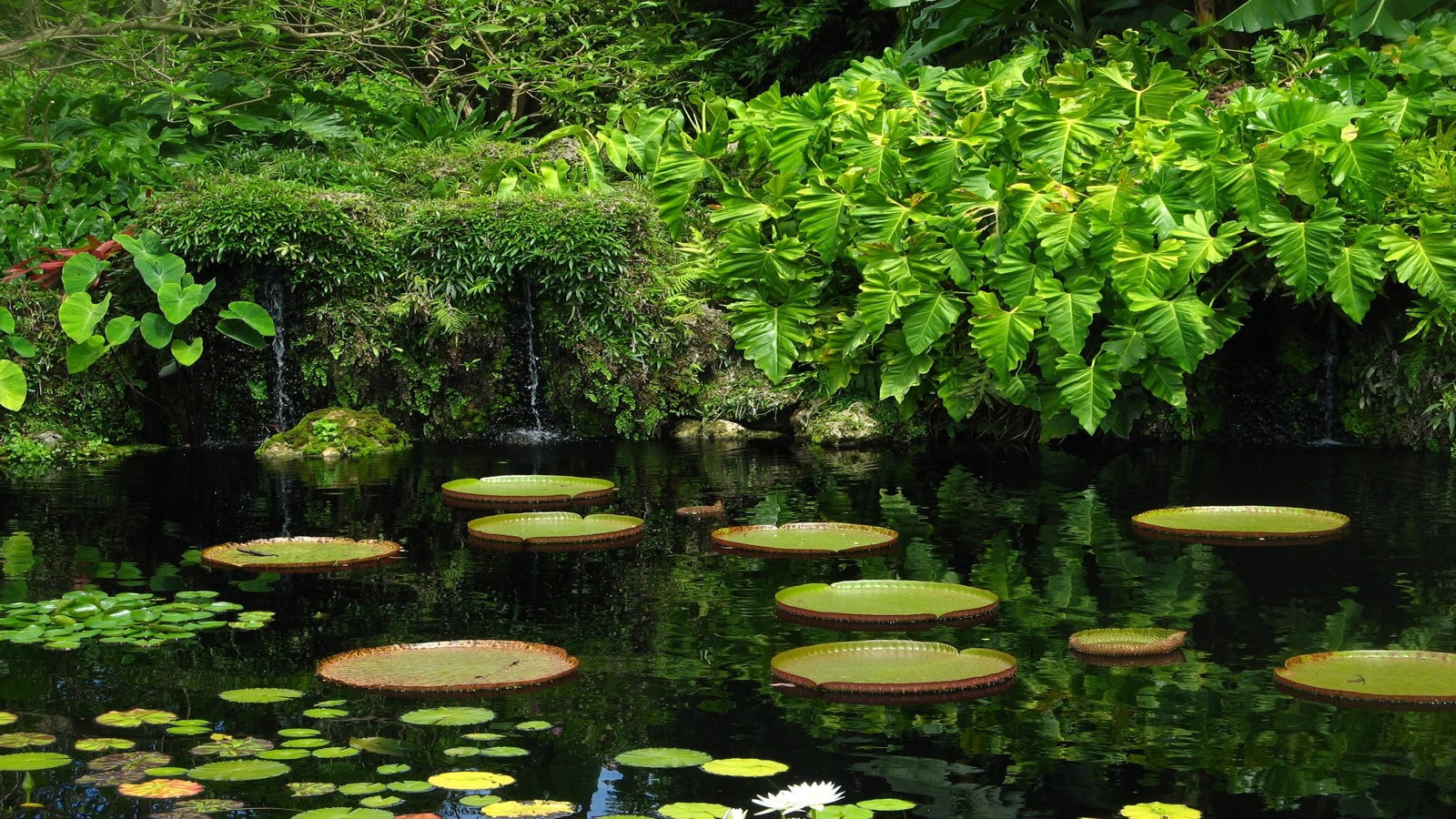 Fairchild_Tropical_Botanic_Garden_Miami.