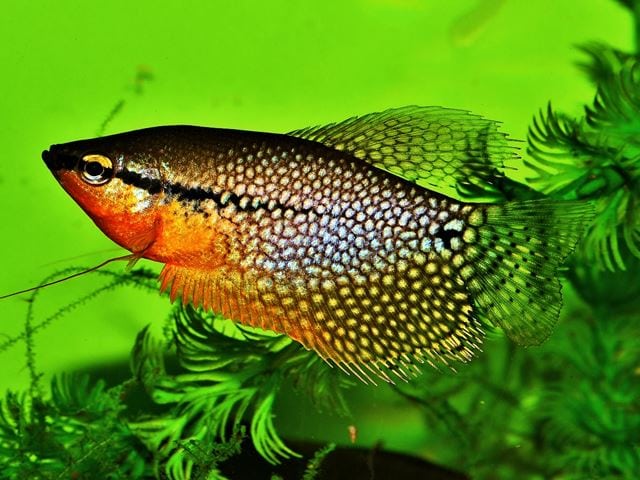 T. leeri Mosaikfadenfisch