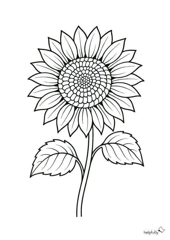 sonnenblume als ausmalbild zum ausdrucken