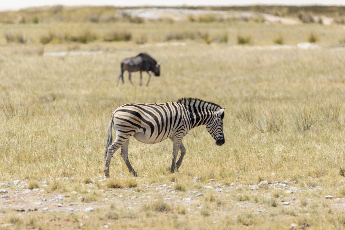 african safari