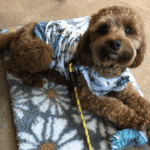 Eden prairie puppy zulu transformed from scared rescue puppy to socially savvy in go anywhere dog off-leash puppy classes in eden prairie