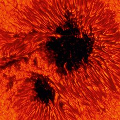 Entfesselte Magnetkraft - Sonnenflecken und Ihre Entstehung 2 <p>Spiel der Energien: Mehrere tausend Grad heißes Plasma steigt aus dem Innern der Sonne nach oben, kühlt sich ab und sinkt wieder in die Tiefe. Dort wo starke Magnetfelder das Plasma festhalten, entstehen dunkle Sonnenflecken. Am Rand sind fadenförmige Strukturen zu erkennen. In diesen Bereichen sollten die Felder eigentlich stark genug sein, um Strömungen zu unterbinden, sie müssten daher dunkler erscheinen. Wissenschaftler am Max-Planck-Institut für Sonnensystemforschung konnten nachweisen, dass das Magnetfeld hier stellenweise gelockert ist. Das Plasma zirkuliert und ruft langgezogene, hell leuchtende Strukturen hervor, die sich um ihre Achse zu drehen scheinen.</p>