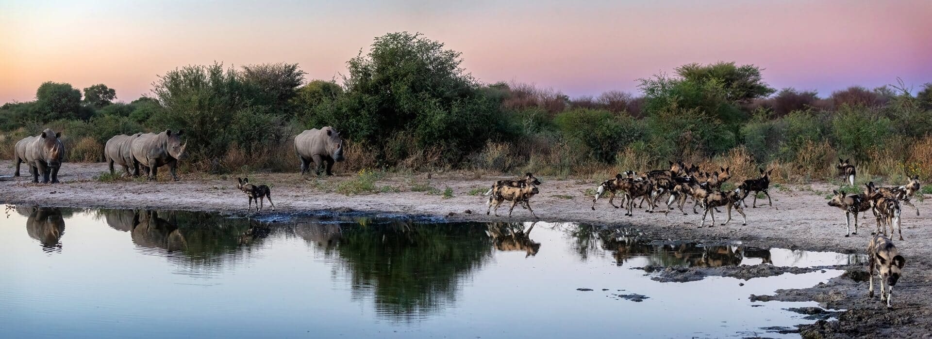 Shared Oasis - Wild Dogs and Rhinos at Waterhole Wide-angle shot of 24 African wild dogs and 5 white rhinos drinking together at a waterhole under a colorful purple sunset.