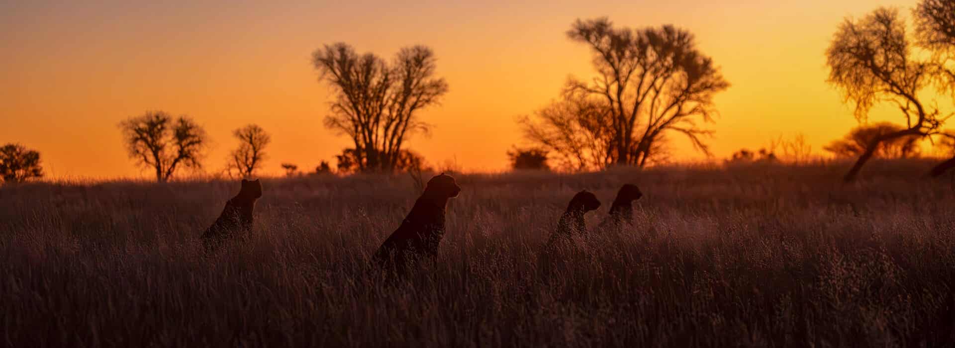 Cheetah Silhouette at Sunset - Bonds of Survival Silhouette of four cheetahs sitting together at sunset, with a vibrant orange Kalahari skyline.