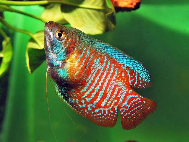 Zwergfadenfisch Colisa lalia