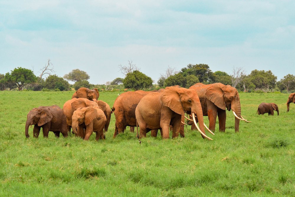 Kenya National Parks: A herd of elephants at Tsavo East National Park