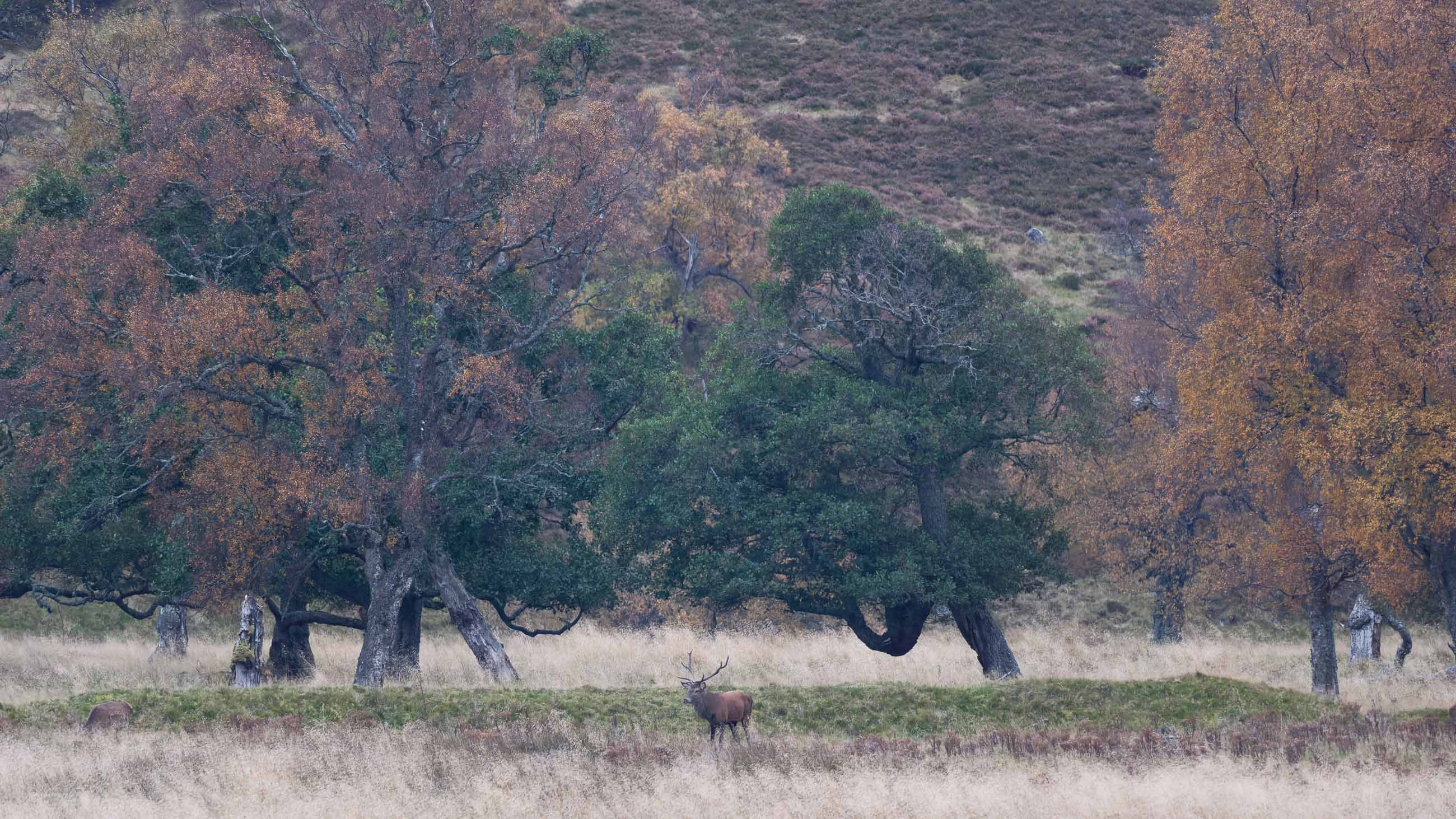 Braemar Valley morgens