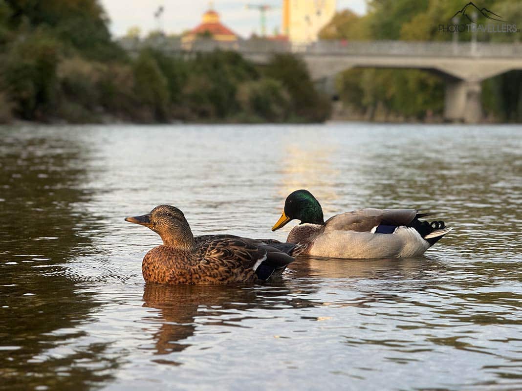 Zwei Enten auf der Isar in München, fotografiert mit dem iPhone 15 Pro Max mit 120 mm Brennweite im Porträt-Modus