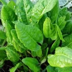macris sorrel oseille acetosa acedera Wiesen-Sauerampfer gokid legume ordonate alfabetic
