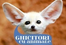 222 Cele Mai Bune Ghicitori despre Animale ghicitori despre animale