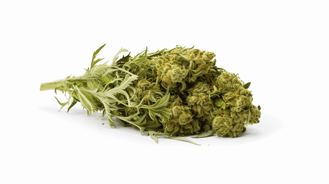 Ex Wife Strain Ex Wife Strain on a white background