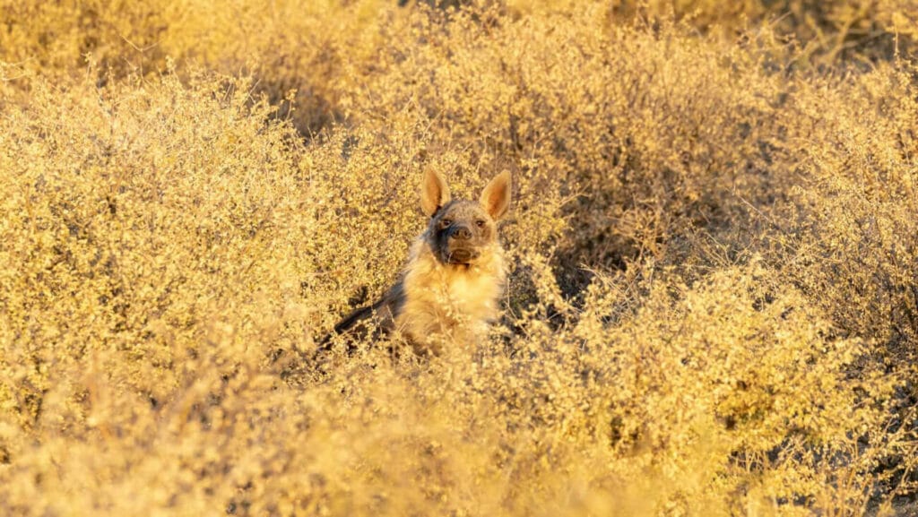 kalahari-brown-hyena-meliffera Brown hyena climbing a meliffera tree, Kalahari Desert