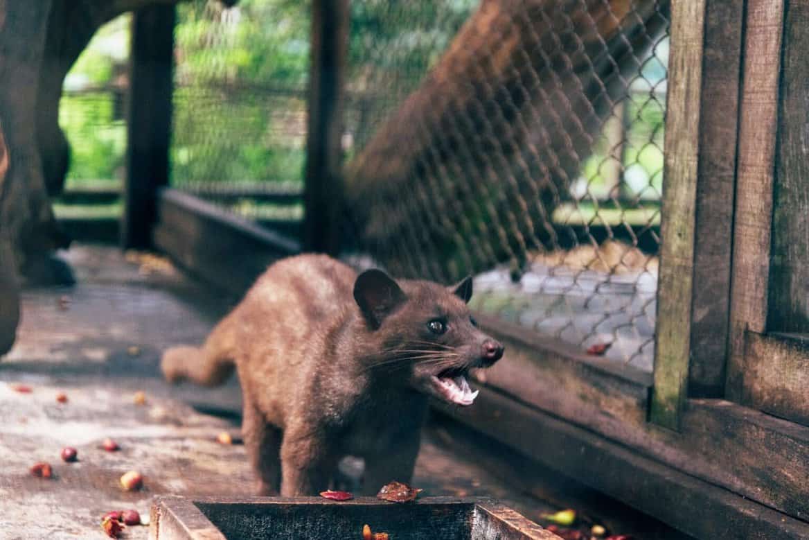 Kopi Luwak Civet Coffee 2 Ounces Medium Roast | Desertcart Seychelles, image size:1385x924