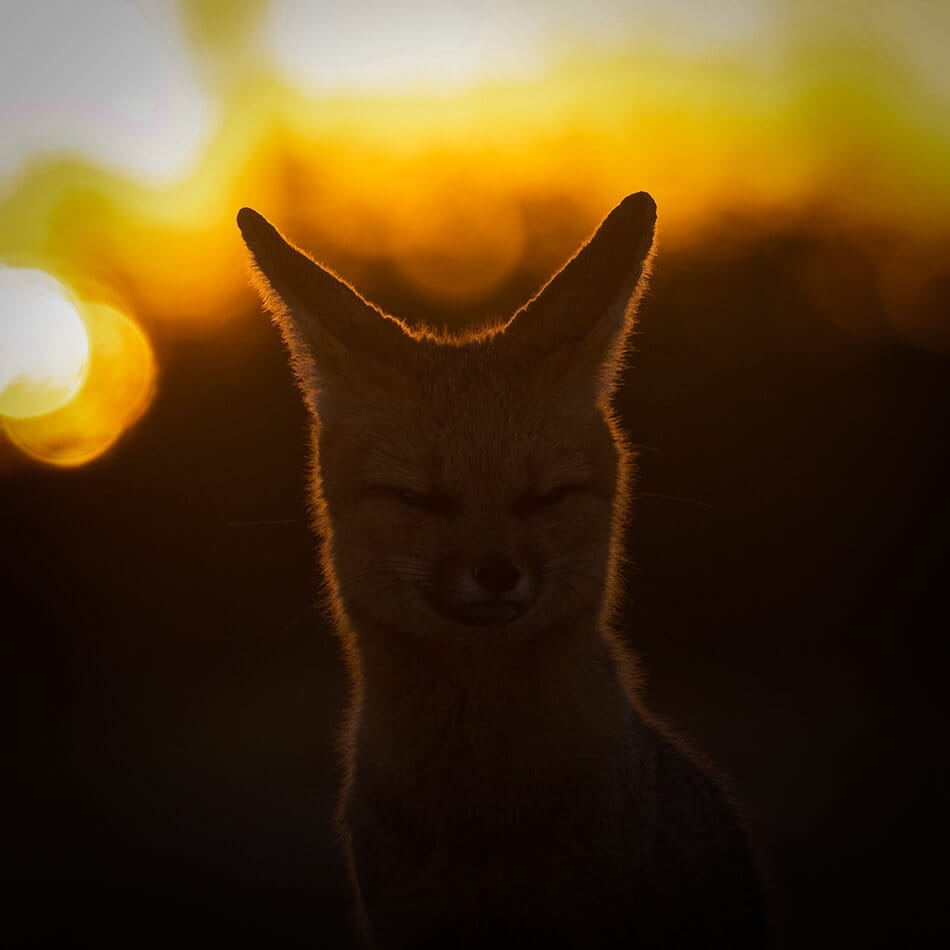 Cape-fox-at-Khamab-Conservation-Experience Cape fox close-up at sunrise, Kalahari