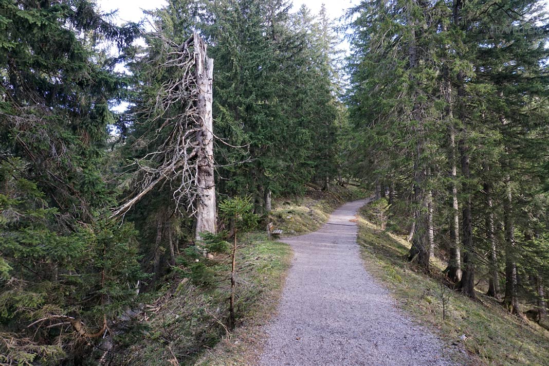 Der breite Sommerweg, der auf den Wallberg führt