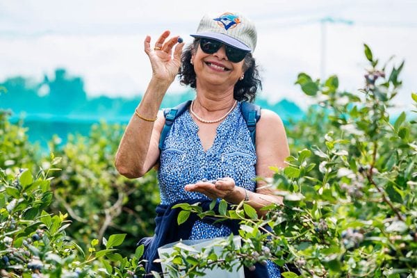 Woman picking blueberries at Kustermans Woman enjoying a sunny day picking blueberries at Kustermans Farm near London Ontario