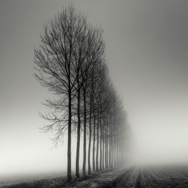 Tree-Landscapes15