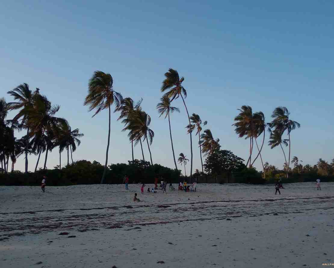 Palm trees